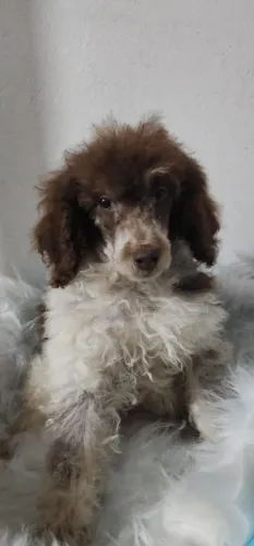 Poodle Médio macho