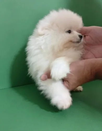 Lulu