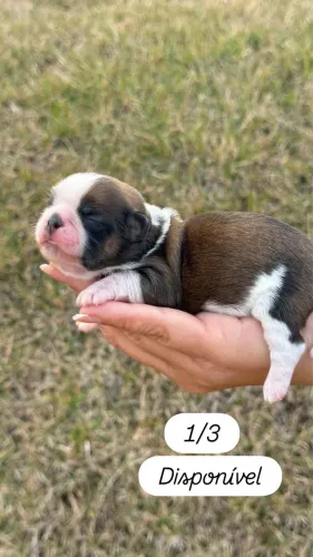 Shih Tzu Fêmea