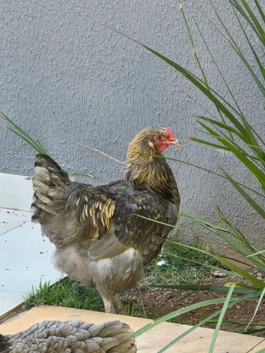Frango Brahma Blue