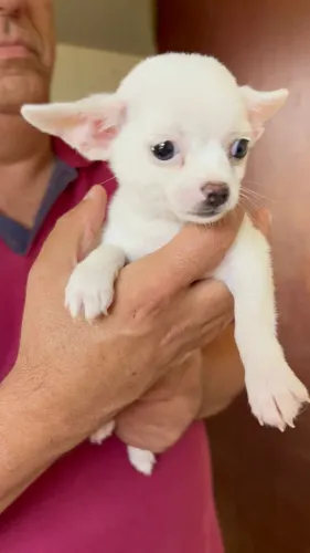 Chihuahua ideal para apartamento