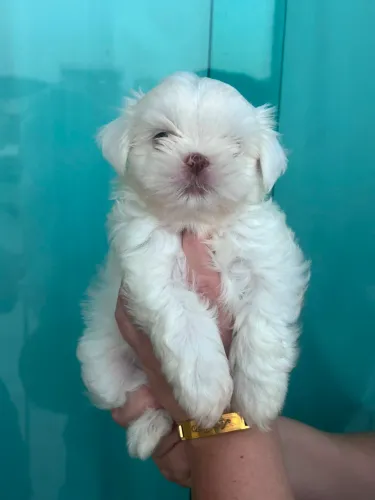 Filhotes macho da raça shihtzu disponível para venda 
