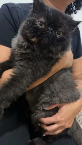 Gato persa puro