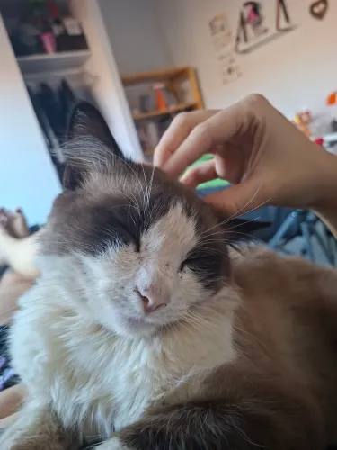 Gato macho não Castrado
