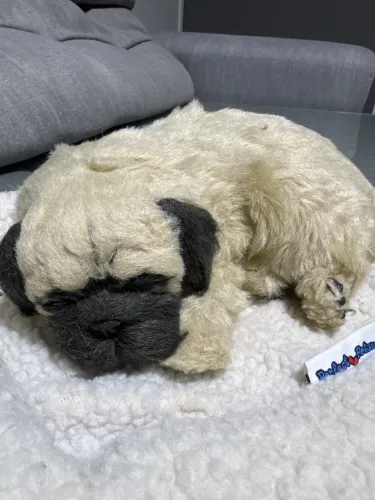 Cachorrinho Perfect Petzzz