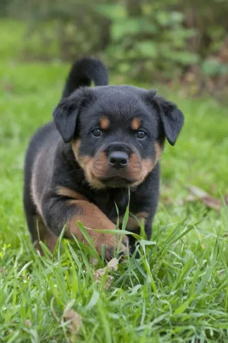 Filhotes de Rottweiler com pedigree em até 12x