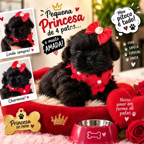 Shihtzu fêmea micro
