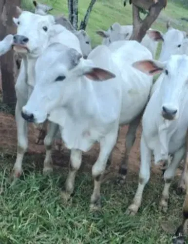 Dois Garotinho Nelore com 22 mês