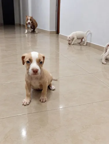 Vendo filhotes de Pitbull