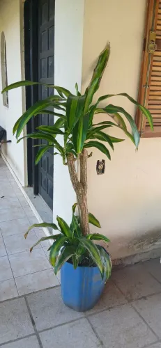 Dracena planta para interiores