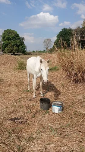 Vendo este cavalo