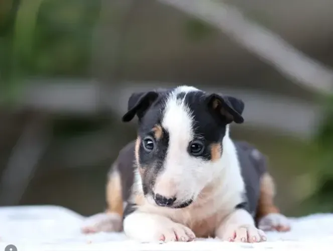 Bull Terrier,Bull Terrier Filhote Disponível Alta Qualidade