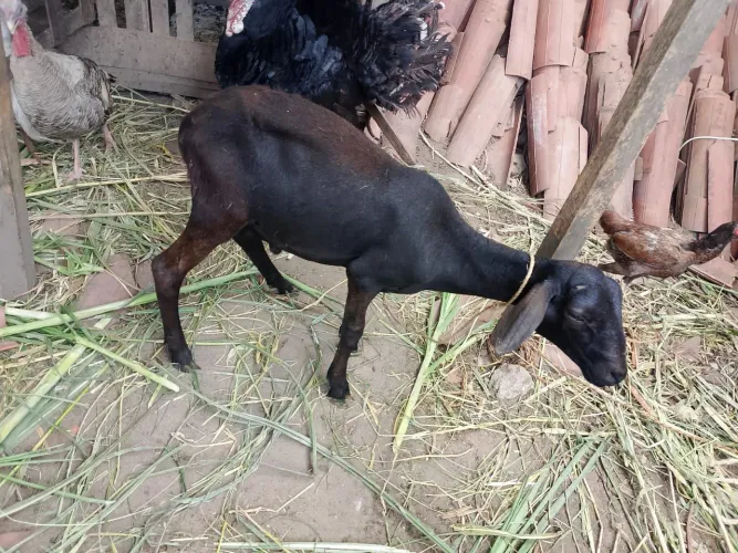 Carneiro