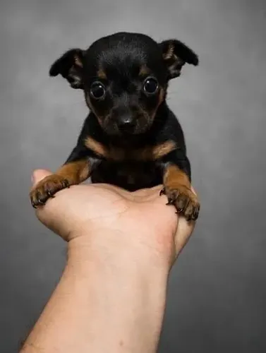 Filhote de Pinscher zero disponível para venda 