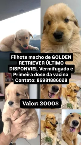 Cachorro Golden Retriever 