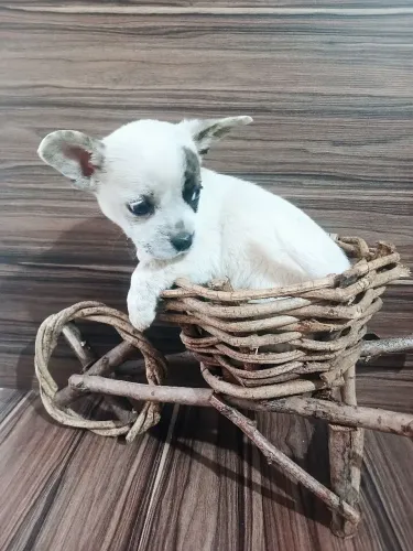 Filhote de chihuahua fêmea black friday