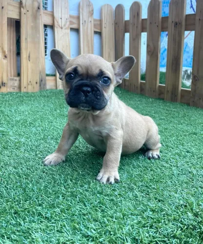 Bulldog Francês,  macho