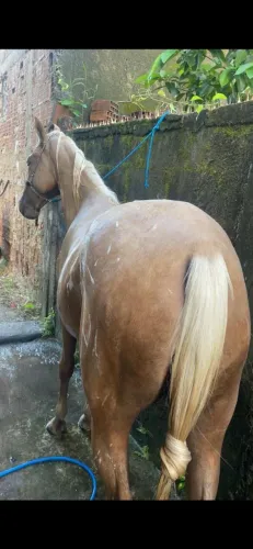 Cavalo