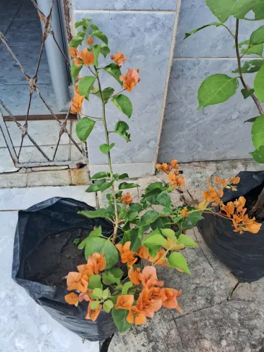 Jardim