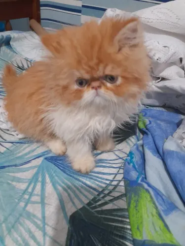 Filhotes de gato persa