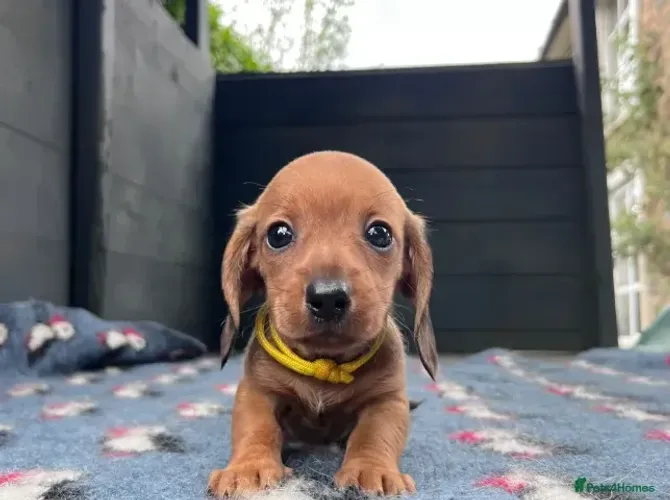 Bebezinho Teckel/Dachshund/Salsicha/Salsichinha/Basset/Cofap ativos e amorosos
