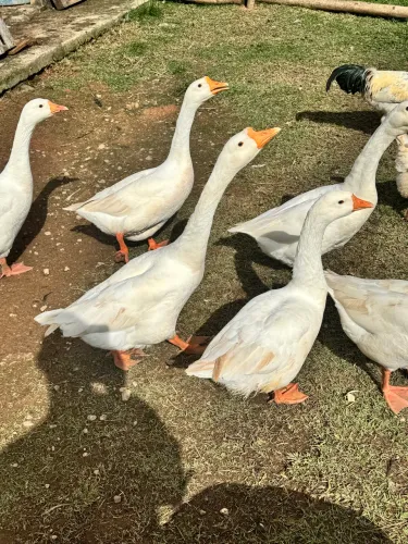 Gansos chineses brancos novos $499,00 casal 