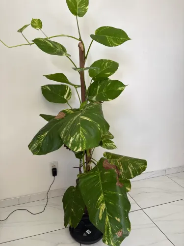 Jiboia planta
