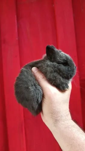 coelho anão top raça netherland dwarf puros