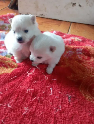 Filhotes de lulu da Pomerânia