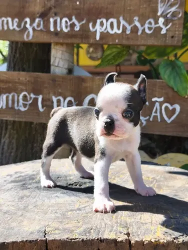 BOSTON TERRIER