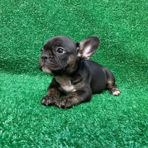 Budog frances