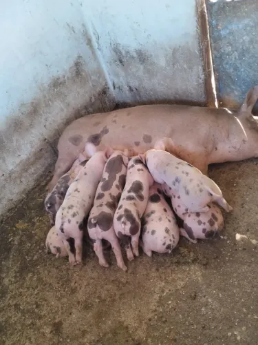 Vende -se lote de leitões Pietra p.o com Pietra dálmata 