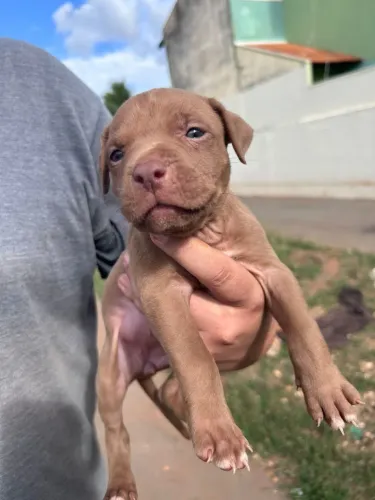 Filhotes de Pitmonster / Pitbull