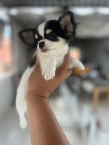 Chihuahua Fêmea Pelo Longo