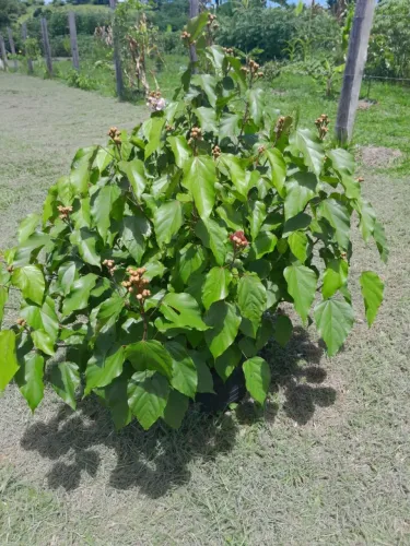 Vende se terreno