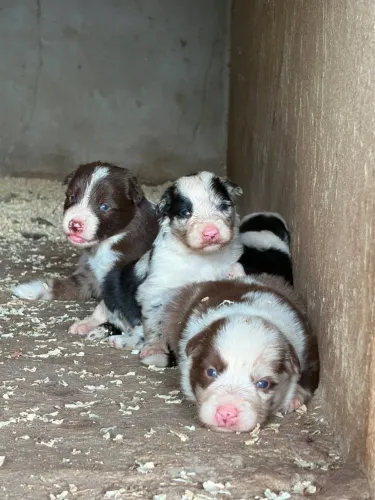 Border collie puros a venda 2 mil