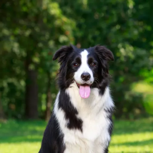 Doação 2 Border Collie. Leia anuncio