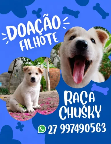 Doando Cachorro husky com Chow Chow macho filhote