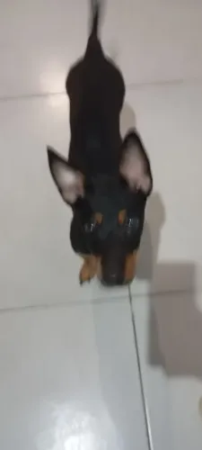 Estou doando essa cachorrinha de 7 meses
