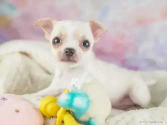 Bebezinho afetuoso e companheiro Chihuahua