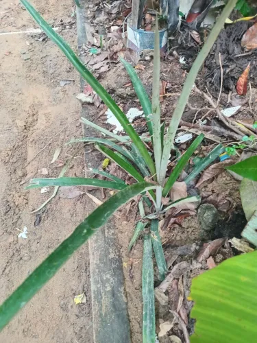 Mudas de abacaxi