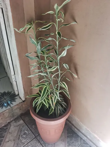 Plantas variadas !!