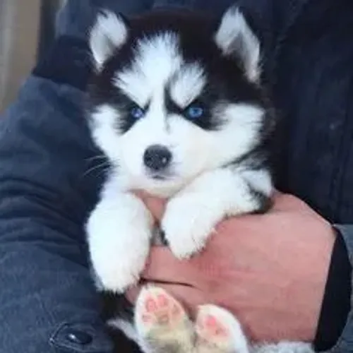 Pomsky