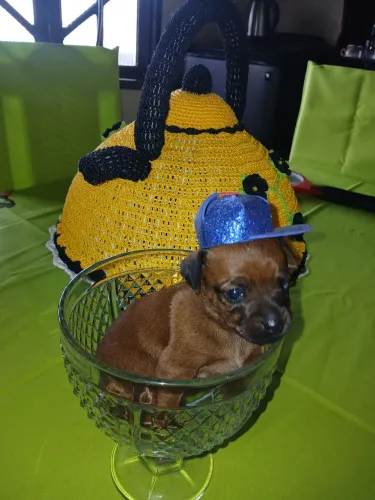 Filhote de Pinscher à Venda ? | A partir de R$ 250