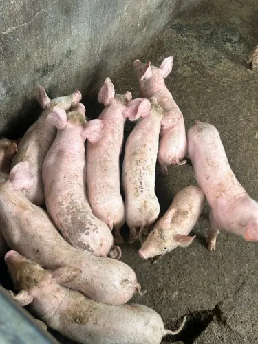 Vendo porcos com 44 dias de vida 