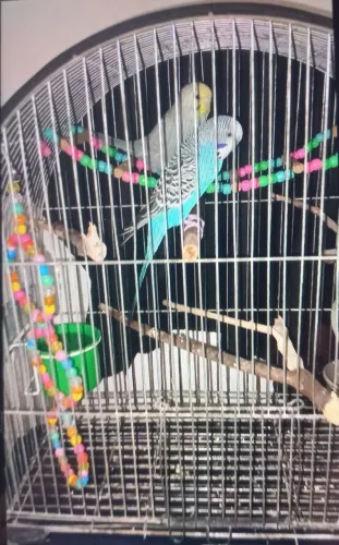Vendo duas gaiolas, com potes e brinquedos,. 