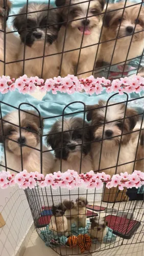 Lindos Lhasa Apso amados Esmeralda