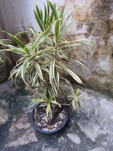 Planta