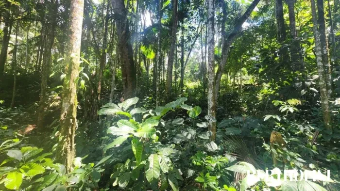 erreno à venda no bairro Fazendinha-Penedo área total: 595 m²