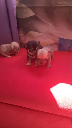 Chihuahua Miniatura Legítimos